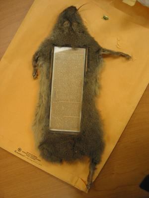 Squirrel frame found in a collection at the National Anthropological Archives.