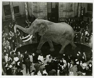 Unveiling of FÃ©nykÃ¶vi Elephant at NMNH, March 6, 1959.