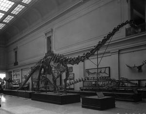 Extinct Monsters Hall in the National Museum of Natural History, late 1930s, neg. no. MNH-32017A, to