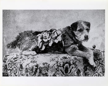 Owney, 1895, by Unidentified photographer, National Postal Museum.