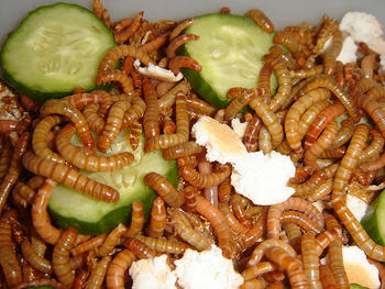 Edible “dirt” and real meal worms, served in a tin can. At least