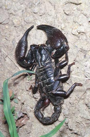 Scorpion photographed during an Entomological Field Course.