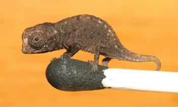 A juvenile Brookesia micra standing on the head of a match. Creative Commons Licence courtesy Wikime