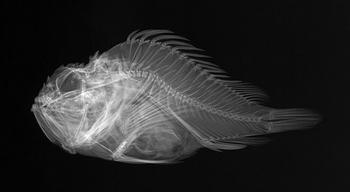 Shortsnout Scorpionfish X-Ray, 1908, Photo Sandra J. Raredon.