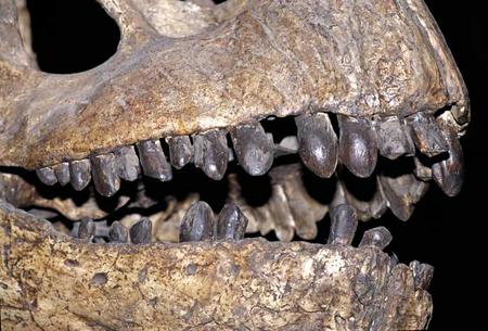 Camarasaurus lentus skull at the National Museum of Natural History, 2002.