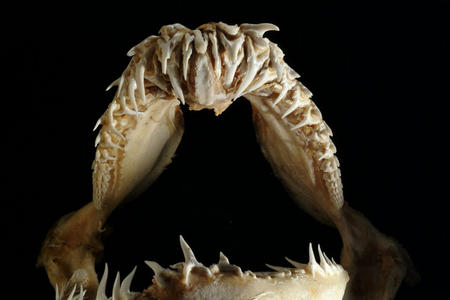 Shark jaws from the National Museum of Natural History.