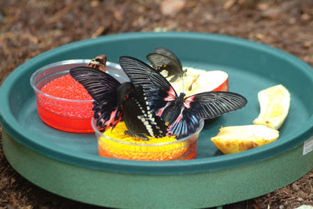 "Nature's Jewels: A Living Exhibit of Orchids and Butterflies."