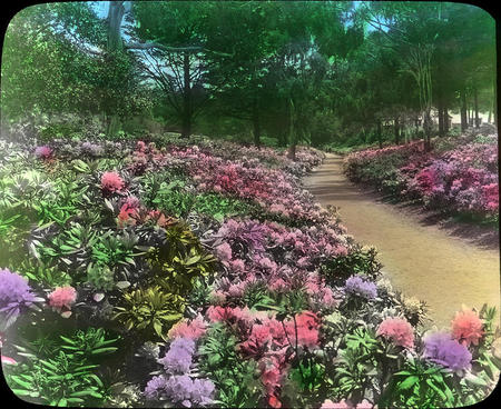 Rhododendrons-Golden Gate Park-San Francisco, California.