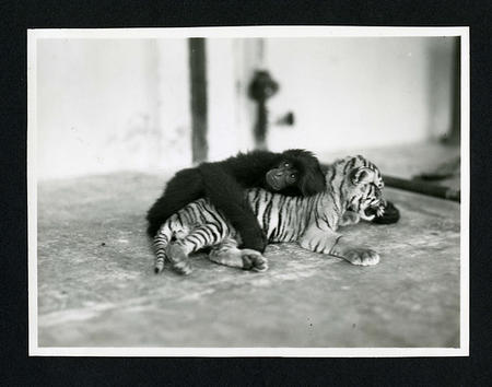 Primate and tiger cub photographed during the National Geographic Society-Smithsonian Institution E