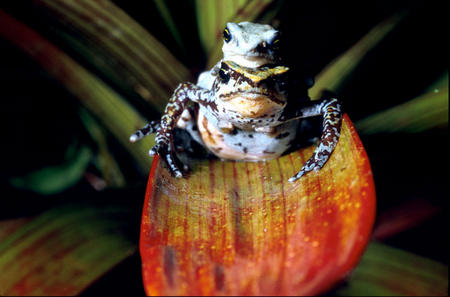 Mating poison dart frogs at Smithsonian Tropical Research Institute.