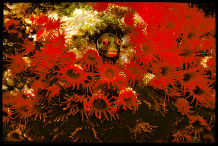 Secretary blenny in coral hole surrounded by strawberry anemones.