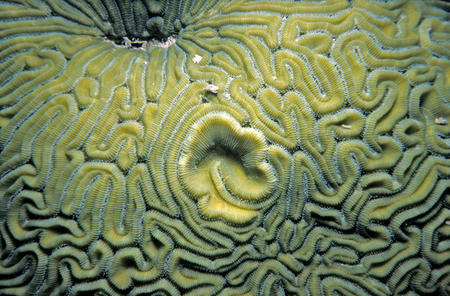 Brain coral, Smithsonian Tropical Research Institute.