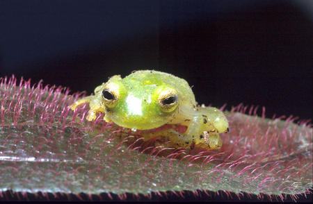 Glass frog, Smithsonian Tropical Research Institute, July, 1987.