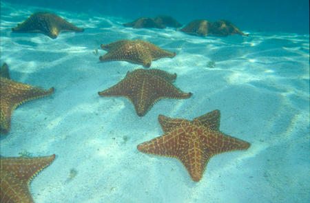 Starfish, Smithsonian Tropical Research Institute.