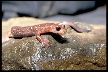 Salamander, Smithsonian Tropical Research Institute.