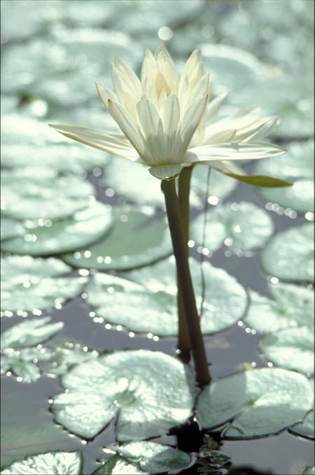 Water lily, Smithsonian Tropical Research Institute.