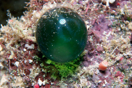 Green Algae Sea Pearl.