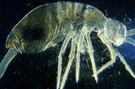 Species of Collembola, or springtail, found at Chatthin Wildlife Sanctuary.