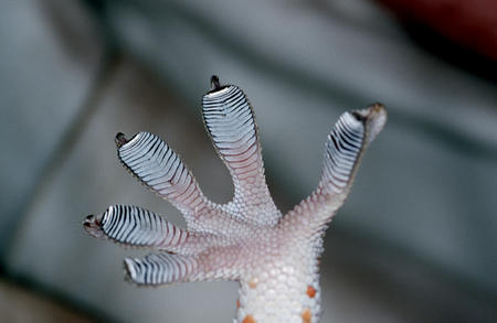 Tokay gecko foot photographed at Chatthin Wildlife Sanctuary, Burma.