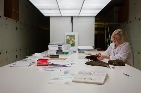 Ornithologist, Carla Dove, works through the feathers of the stuffed birds to find one that matches 