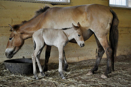 This filly is the first Przewalski's horse conceived through artificial insemination. Photo by Dolor