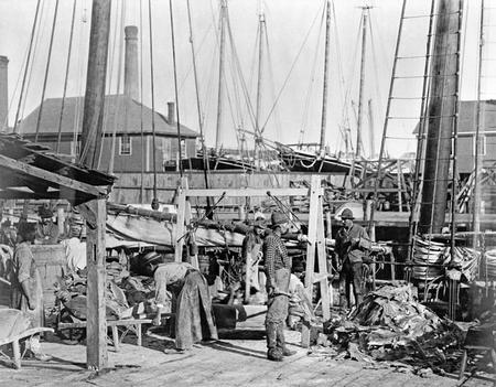 Unloading salt cod in Gloucester, Massachusetts, ca. 1880s.