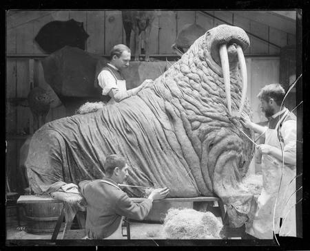 Taxidermists prepare a walrus for exhibition.