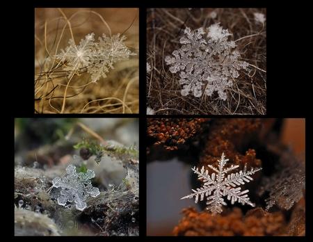 Russian photographer Andrew Osokin's images of snowflakes that have fallen to the ground and are in 