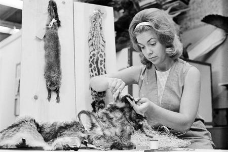 Taxidermist Sybil Costanza prepares a specimen in the taxidermy lab.