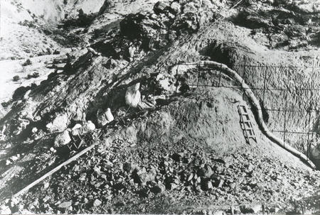Dinosaur skeleton exposed in Dinosaur Quarry, Utah.