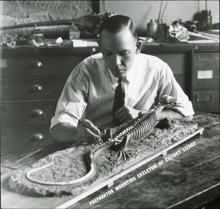 Preparator mounts the skeleton of extinct lizard.