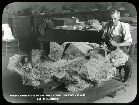 Cutting fossil bones of Diplodocus longus out of sandstone.