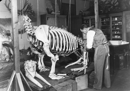 A preparator assembles a walrus skeleton.