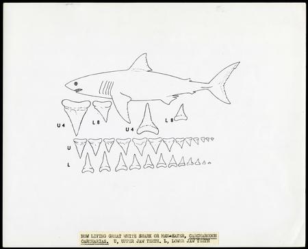 Drawing of shark teeth of the Great White Shark, by unknown, c. 1960s.