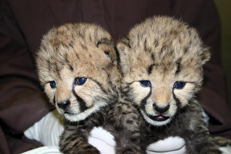 Cheetah Cubs, May 23, 2012, courtesy of the National Zoological Park.