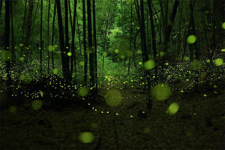 Long Exposure Photographs of Fireflies, by Yume Cyan.