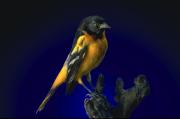 Gold and black baltimore oriole, perched in a piece of wood