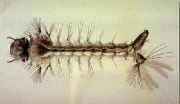 Drawing of mosquito larvae