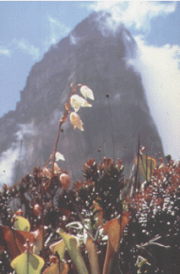 Picture of Mount Roraima, with heliamphora (pitcher plants) in foreground