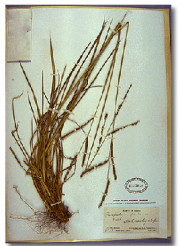 Image of dried plant on white background