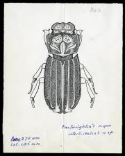 Drawing of Cartwrightia intertribalis.