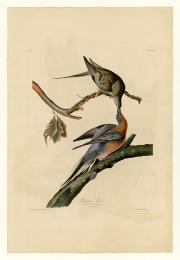 Passenger pigeon illustration by John James Audubon, 1827-1838, University of Pittsburgh.