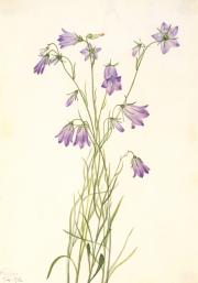 Harebell (Campanula rotundifolia), watercolor on paper by Mary Vaux Walcott, 1916, Smithsonian Ameri