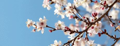 Cherry blossoms in Washington D.C. 2013 (Diana Alvarenga)