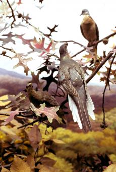 Martha in the National Museum of Natural History passenger pigeon diorama, 1987, by Chip Clark, Nati