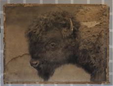 One of the enlargements of the bison