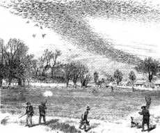 Shooting a passenger pigeon flock; July 3, 1875; published in "The Illustrated Shooting and Dramatic
