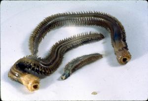 Nephtyidae polychaetes