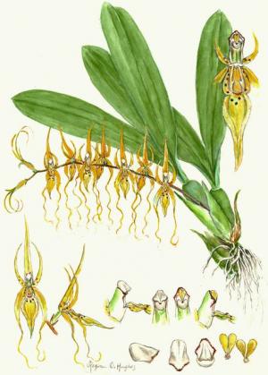 Brassia caudata (Orchidaceae) watercolor by Regina O. Hughes, c. 1980, National Museum of Natural Hi