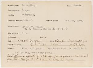 Record card for the first dingo to arrive at the National Zoo, 1901-1916. 